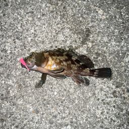 タケノコメバル