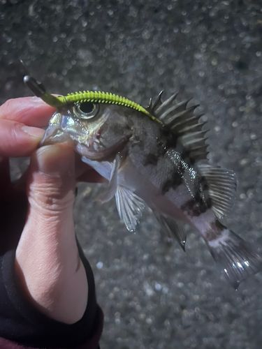 シロメバルの釣果