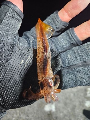 三陸海岸（岩手）