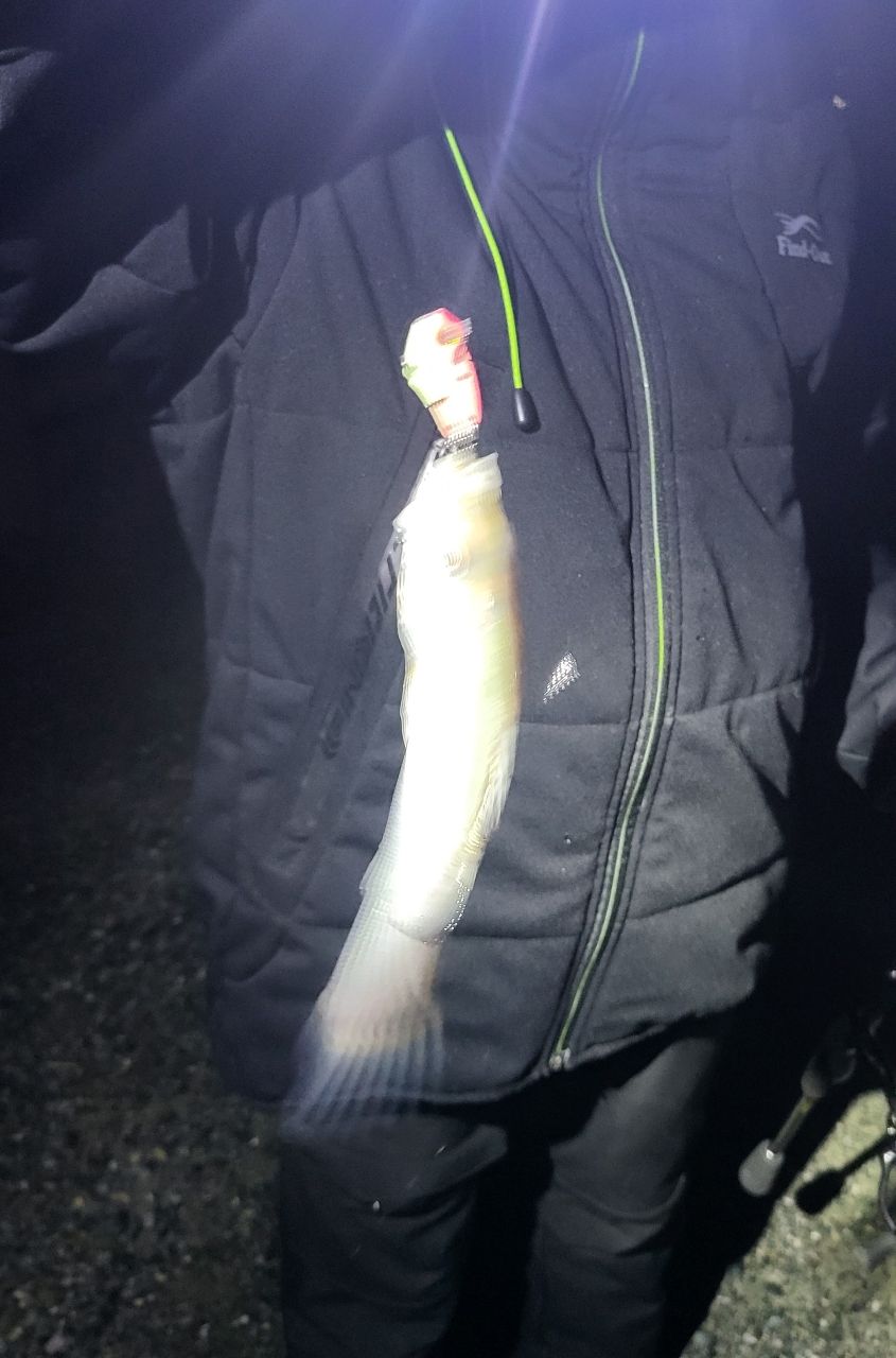 セイゴ（マルスズキ）