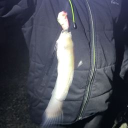 セイゴ（マルスズキ）