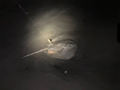 アカエイの釣果