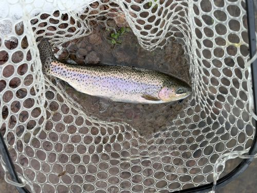 ニジマスの釣果