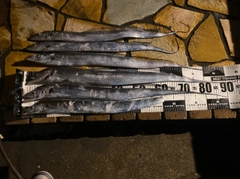 タチウオの釣果