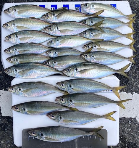 アジの釣果