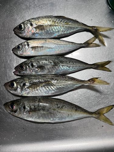 アジの釣果