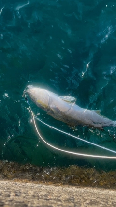 ヒラマサの釣果