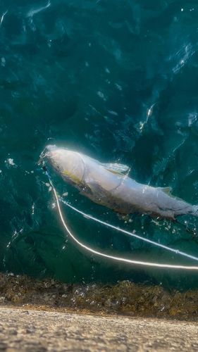 ヒラマサの釣果