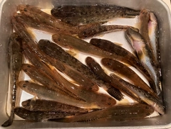 ハゼの釣果