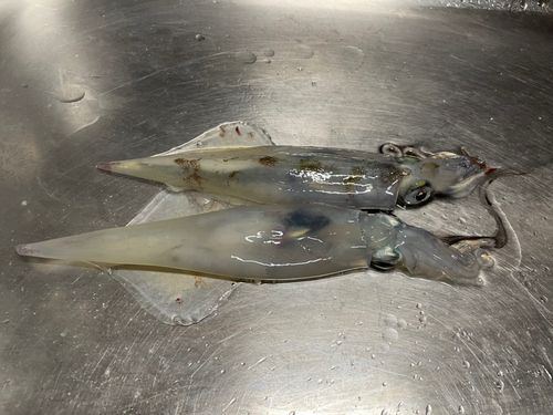 三陸海岸（宮城）