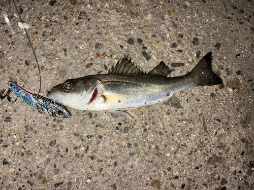 セイゴ（マルスズキ）の釣果