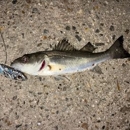 セイゴ（マルスズキ）