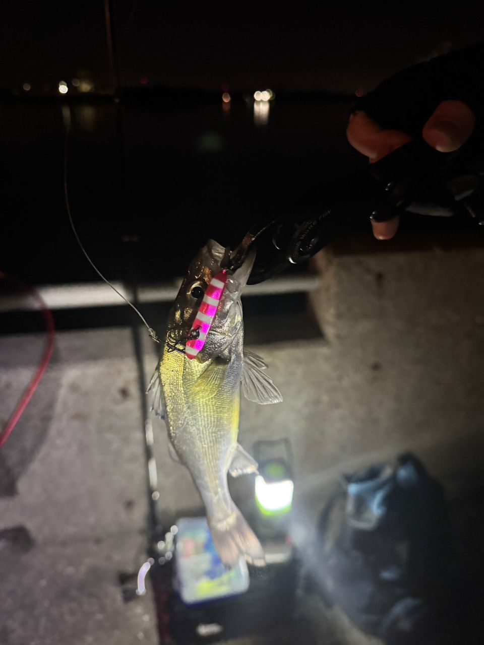 セイゴ（マルスズキ）