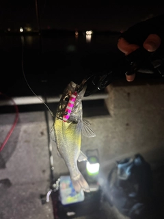 セイゴ（マルスズキ）の釣果