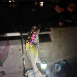 セイゴ（マルスズキ）