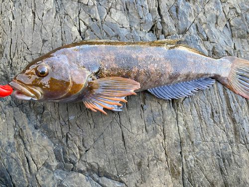 アイナメの釣果