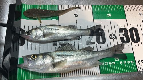 セイゴ（マルスズキ）の釣果