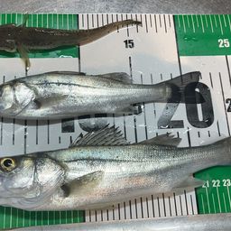 セイゴ（マルスズキ）