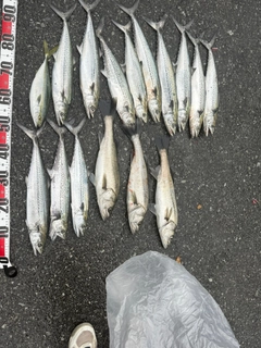 サゴシの釣果