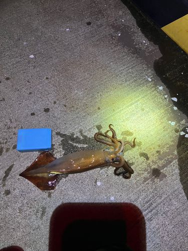 スルメイカの釣果