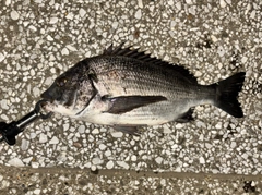 クロダイの釣果