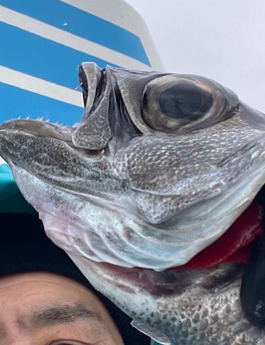 クロムツの釣果