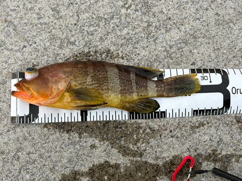 アオハタの釣果