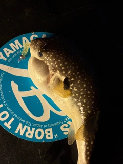 フグの釣果