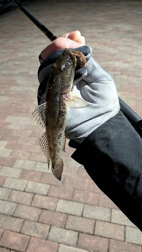 マハゼの釣果