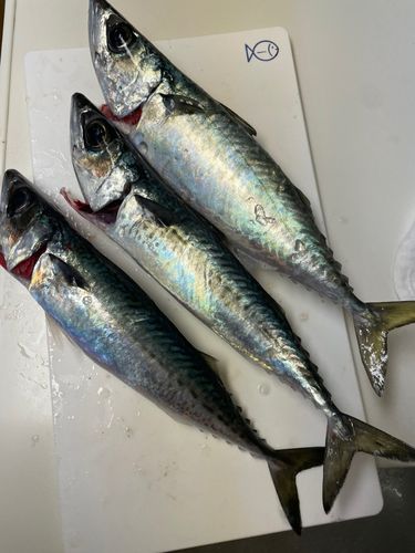 サバの釣果