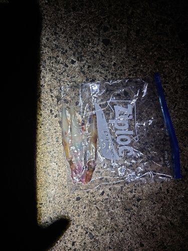 ヤリイカの釣果