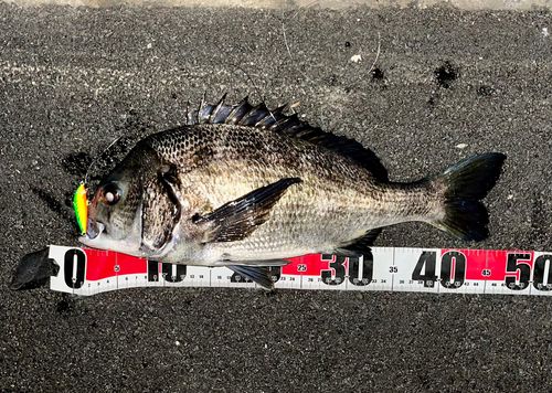 チヌの釣果