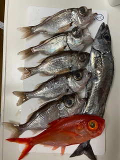 シロムツの釣果