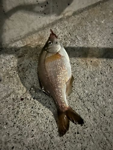 金沢水際線緑地（福浦岸壁）