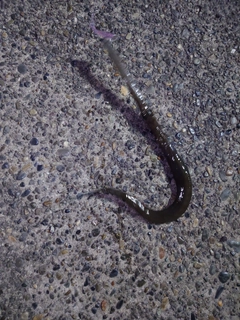 アオヤガラの釣果