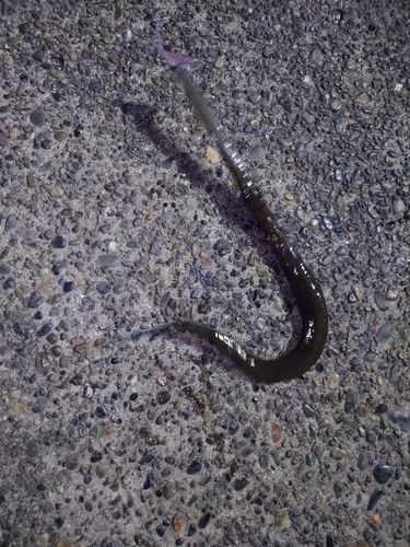 アオヤガラの釣果