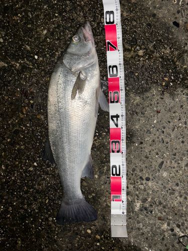 ヒラスズキの釣果