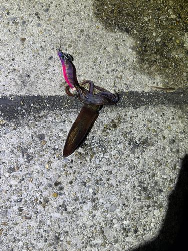 東京湾（アクアライン以北）