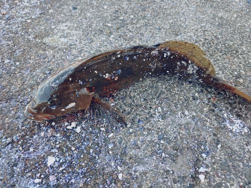 アブラコの釣果