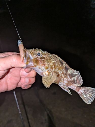 常滑りんくう釣り護岸