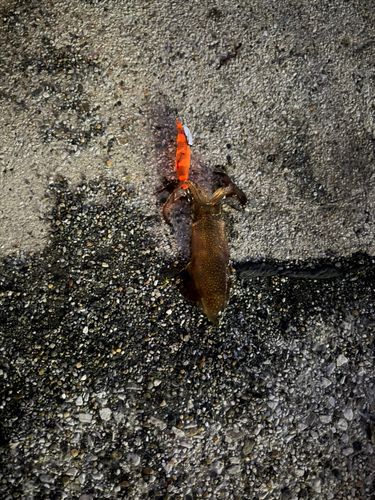 船橋港親水公園