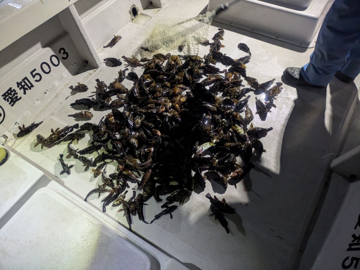 SinZanMonoさんの釣果 2枚目の画像