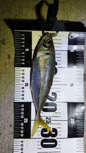 マアジの釣果
