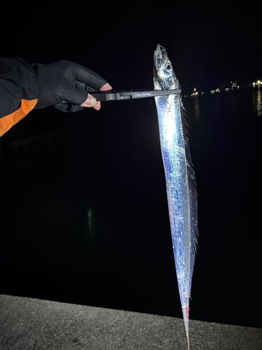 タチウオの釣果