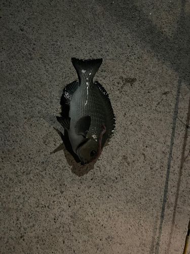 金沢水際線緑地（福浦岸壁）