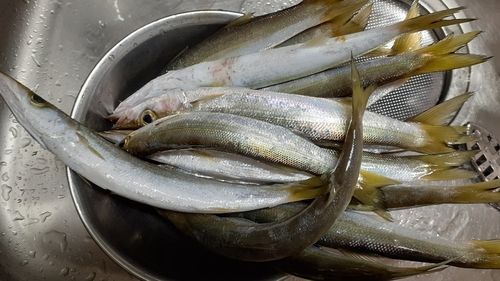 カマスの釣果