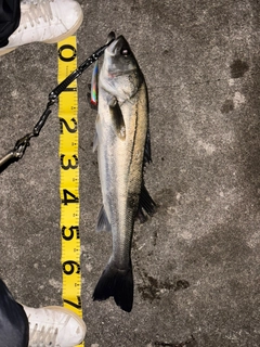 シーバスの釣果