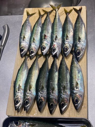 サバの釣果