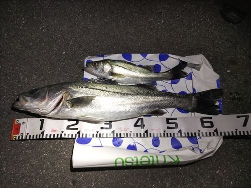シーバスの釣果