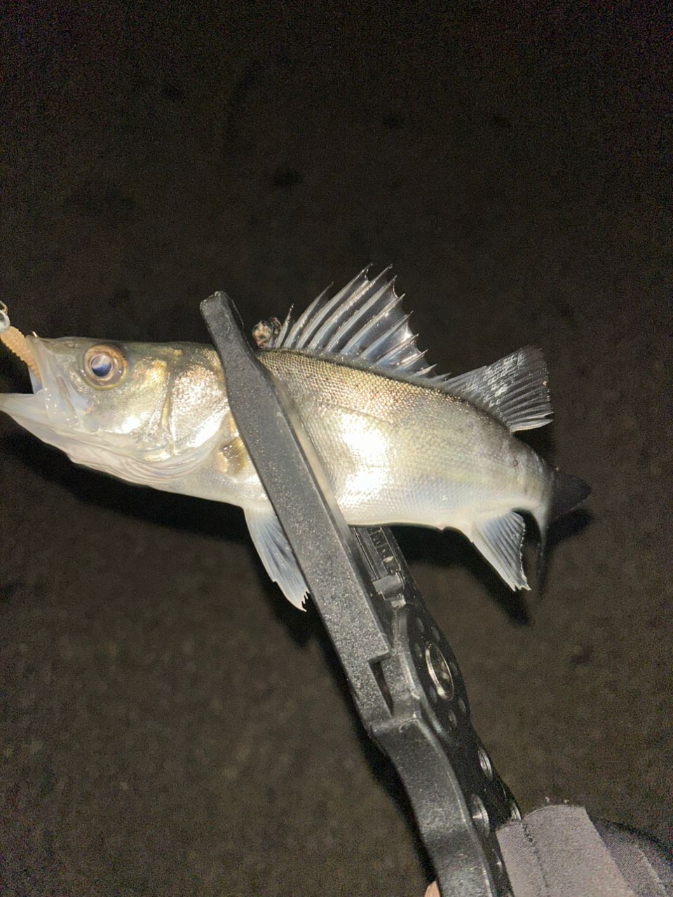 セイゴ（マルスズキ）